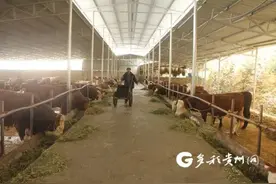 【牢记初心使命 争取更大光荣】关岭：做强做优牛产业 “犇”向新生活图片