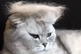 长毛猫和短毛猫到底哪个才是掉毛怪？铲屎官不必再纠结了图片