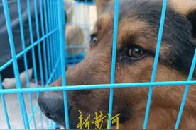 记者暗访屠狗黑窝点，斩断收购、屠宰、外卖的黑色产业链，22只狗被救出图片