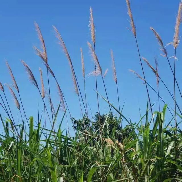 男香系列：橘滋脏话一打开，抽烟喝酒都要来