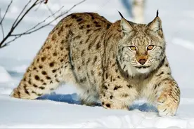 欧洲多极化的动物世界：棕熊为一超，狼、猞猁和狼獾三强争霸图片