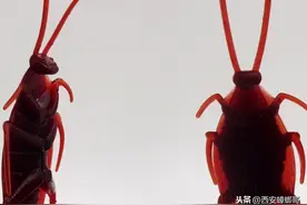 为什么蟑螂喜欢“往你脸上飞”？图片