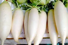 冬天到了吃萝卜的季节，教你4道萝卜的美味做法，天天吃都吃不腻图片