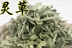 灵草，就是香灵草能有几人会使用图片