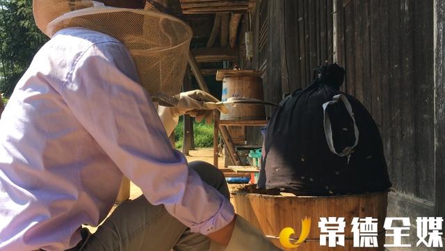 桃源乌云界：白云生处养蜜蜂，年产值达70万元