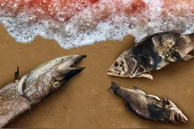 90%海胆死亡，20000条鲑鱼丧命，如果你想看灾难的模样，这就是了图片