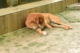 小主人被人贩子拐走，土狗大黄追踪百里拼死救主图片