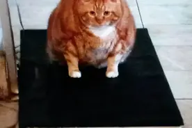 40斤肥猫用3年瘦成动物界“模特”，全网震惊：我还不如猫励志图片