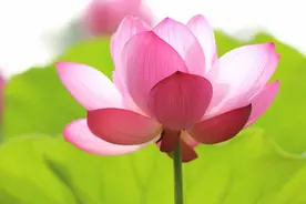 六波罗蜜是世尊，六波罗蜜是道，六波罗蜜是大明《大智度论》图片