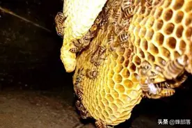 为什么夏季蜜蜂容易离脾？核心问题只有3个，看似简单却容易忽略图片