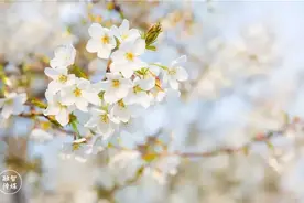 定了！许昌学院将举办第三届“樱花文化节”……图片