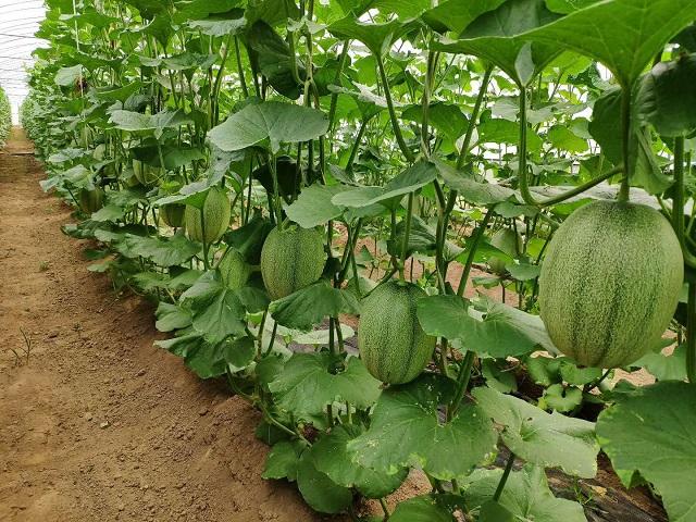 什么样的大量元素水溶肥能生根养地？