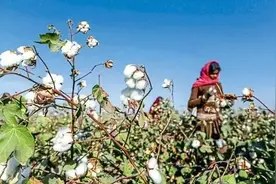 深度调研报告：转基因棉花在印度已走向末路图片