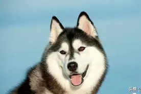 哈士奇不听话怎么办？怎样有效的训练它们？图片