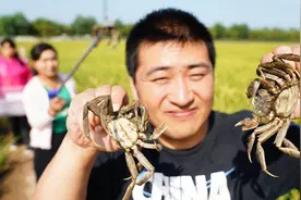 活捉一枚稻田蟹！北京丰台这片农田已成“网红打卡地”图片