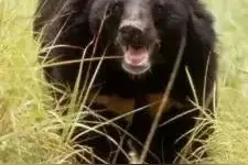 熊掌珍贵，买卖犯法，切莫一时糊涂陷入囹圄图片