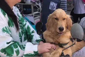 河南：一只金毛要卖1500，大姐说是警犬配的：只要郑州人都知道图片