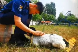 520心动瞬间丨搜救犬奶昔的表白图片