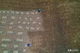 航拍河南山区麦田 人工收割麦子成堆摆放 农民烈日下挥镰收割麦子图片