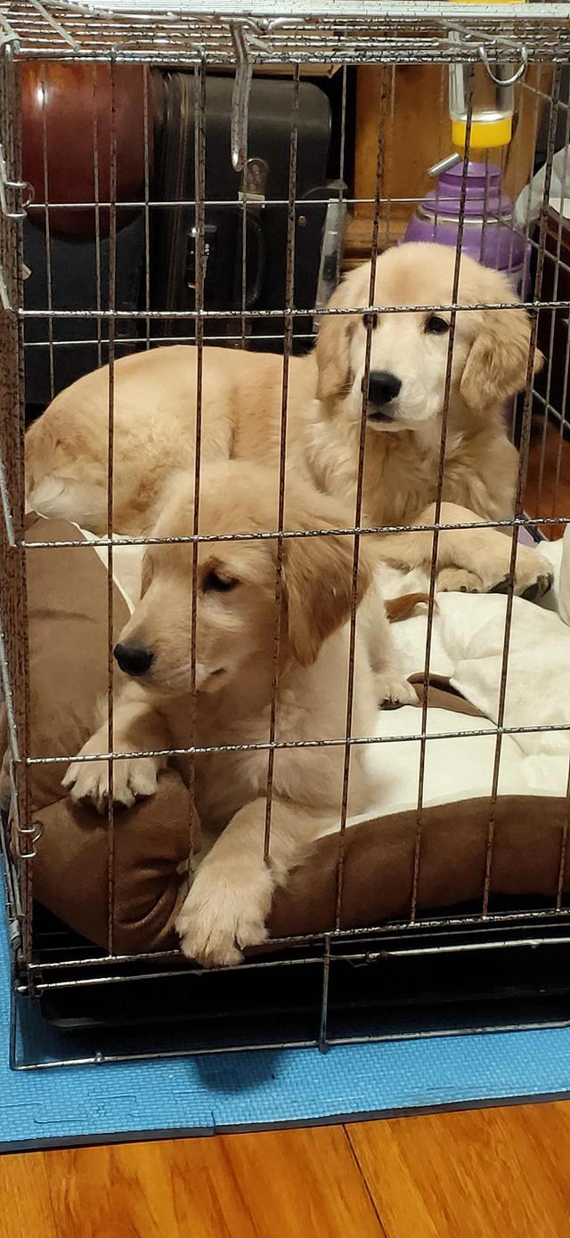 养宠物狗没打疫苗,存活率确实很低