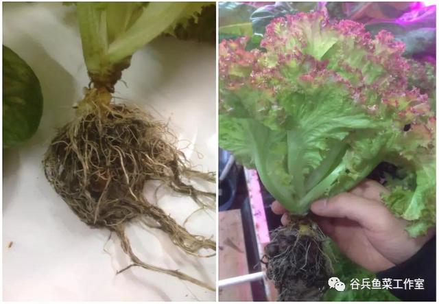 鱼菜共生植物缺素新认知 汇总