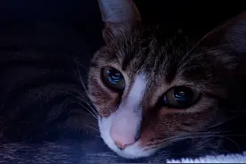 小花园（22)：狸花猫图片