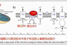 辅酶Q10: 不单是他汀救赎，抗炎症脂性抗氧化物图片