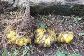 男子地里挖出“香蕉”，老人看到眼睛发光，男子完全失控了图片