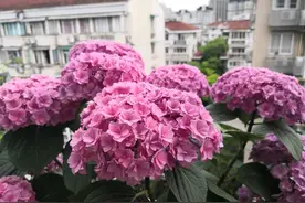 绣球花晒一天太阳就垂头了怎么回事，绣球花不是喜阳植物吗？图片