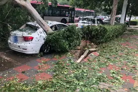 昨夜狂风暴雨导致华苑两棵大树倒伏，砸到三辆车图片