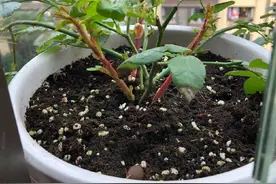 扦插月季花失败，这几个原因造成的，我一一分析给你看图片