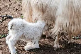 羊羔跪母报母恩，不孝禽兽遭报应图片