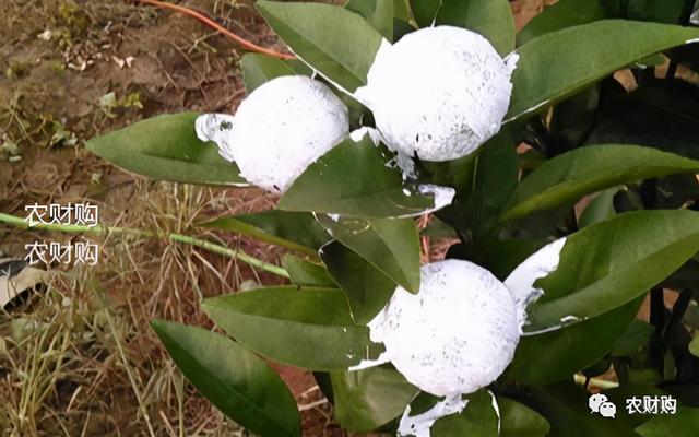 5类柑橘防晒剂大PK,优缺点详细介绍，究竟谁是下一个翘楚？