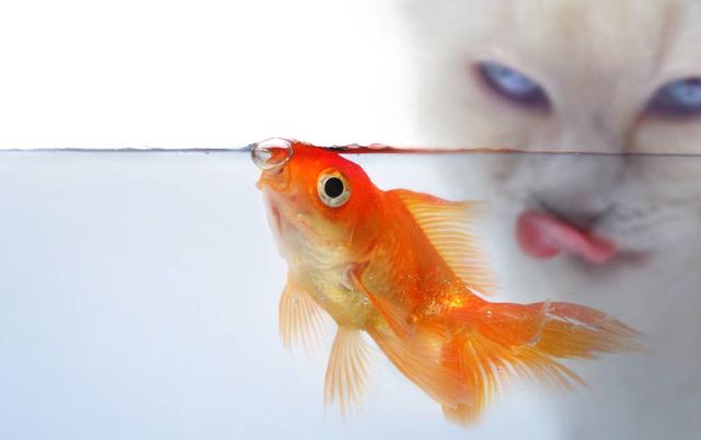 金鱼多久喂一次?(小金鱼吃什么食物 家养没饲料怎么养) - 冷求网