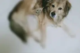 狗狗在家过春节图片