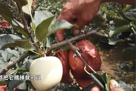 红将军摘袋前，这些问题真的要注意图片