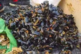又是一年海虹季，“二吃四不吃”要牢记，为了家人健康，别再吃错图片