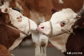 夏季养牛防3病，养牛户不能马虎图片