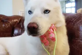 狗狗对头部按摩的反应视频封面