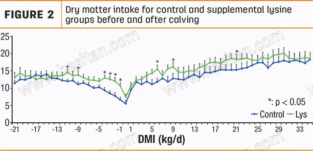 围产期母牛日粮中的瘤胃保护赖氨酸