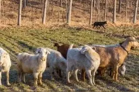 农民家里小麦屡遭人家羊群偷吃禁止无效，喷农药毒死羊群有错吗？图片