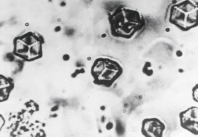 鐧惧勾鐬棿涓ㄦ垜鍥藉畬鎴愪汉宸ュ叏鍚堟垚缁撴櫠鐗涜儼宀涚礌