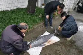 难过！今早，有渔民捞到一条死亡的江豚，它肚子里还有豚仔宝宝图片