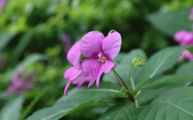 涂甲油胶花型 2025年涂甲油胶花型怎么涂 涂甲油胶花型 2025年涂甲油胶花型怎么涂