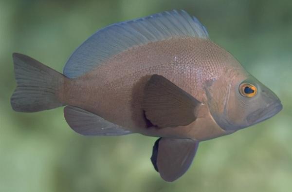 西沙群岛的鱼西沙群岛动物图片