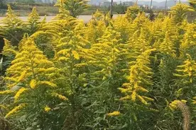武汉全城“围剿”加拿大一枝黄花，它到底有多可怕，该怎么治理？图片