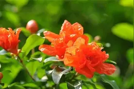 花石榴和果石榴图片