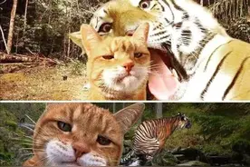猫咪自拍，像极了你与你的傻雕朋友在一起时？老虎的脸丢大了图片