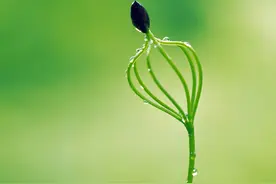 点点露晶莹，念念莲花生图片