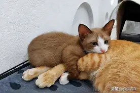 啊啊啊啊啊！一只猫怎么能这么像西门庆图片